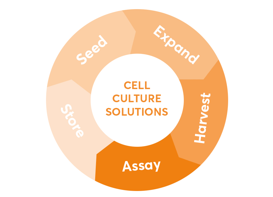 CellCultureSolutions-image-955x690.jpg CellCultureSolutions-image-955x690.jpg