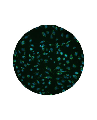 3980954upCard2.jpg 3980954upCard2.jpg