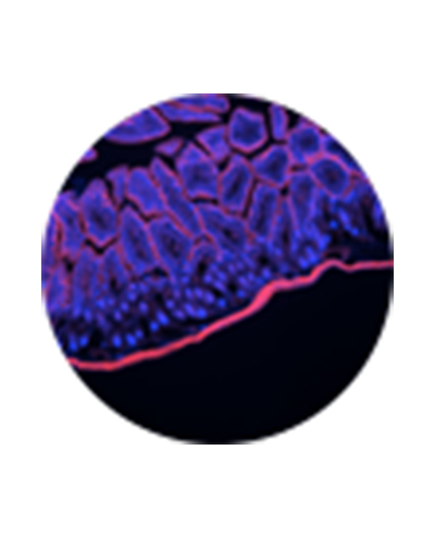 3980954upCard4.jpg 3980954upCard4.jpg