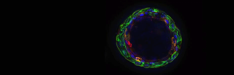 3D_Organoid_hero.png 3D_Organoid_hero.png