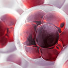 3d_cell_culture_140_option.jpg 3d_cell_culture_140_option.jpg