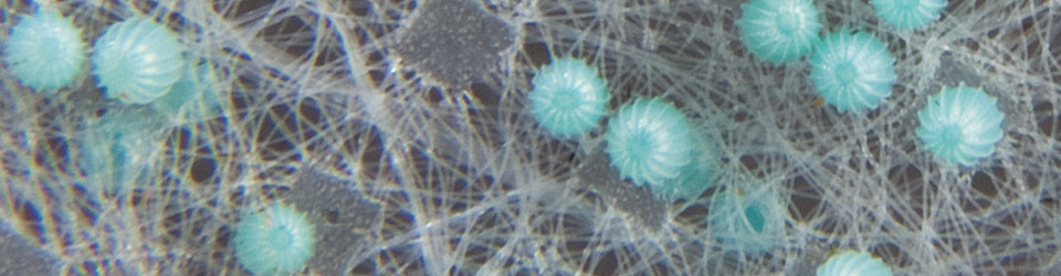 APSciBanner960x250.jpg APSciBanner960x250.jpg