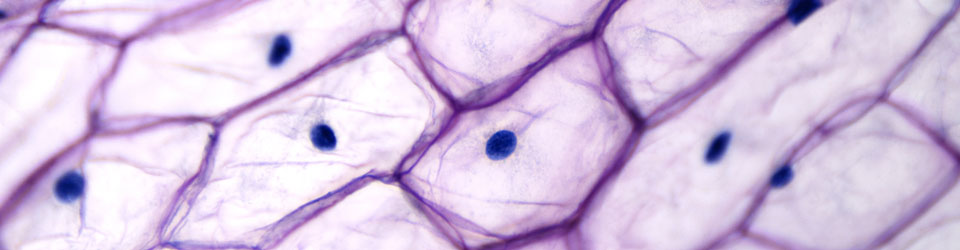 APsciParent_960x250.jpg APsciParent_960x250.jpg