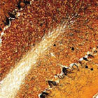 BiologyBanner140x140.jpg BiologyBanner140x140.jpg