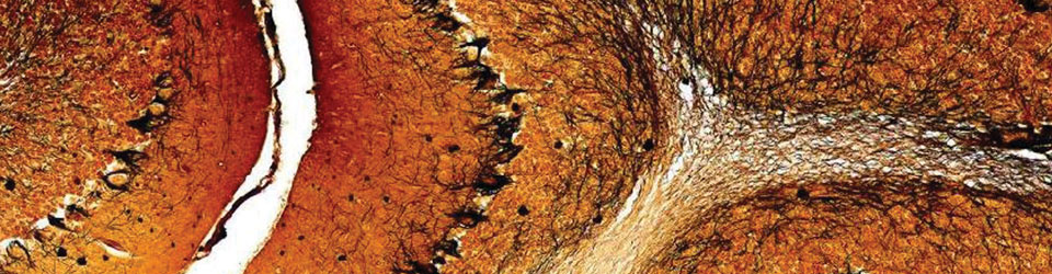 BiologyBanner960x250.jpg BiologyBanner960x250.jpg