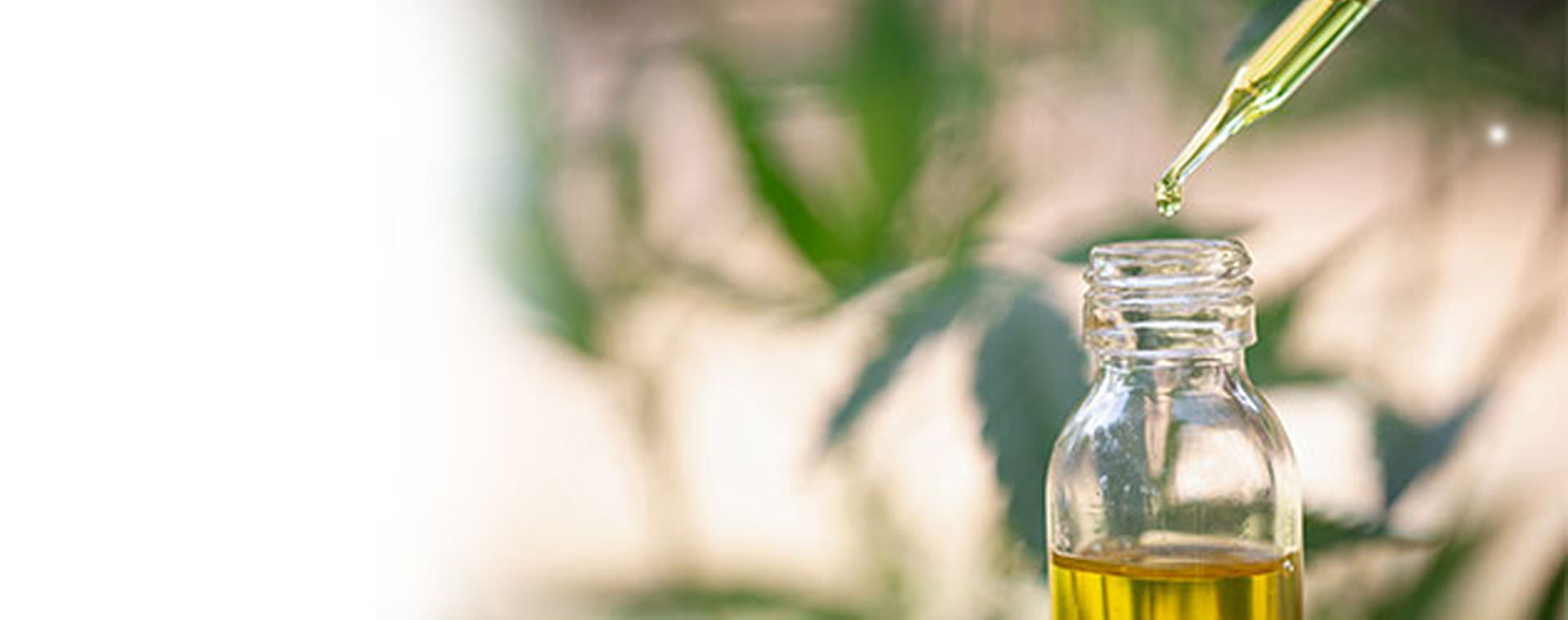 Cannabis1920x760.jpg Cannabis1920x760.jpg