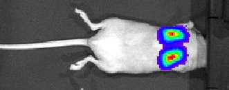Fig1-mouse-with-IVIS-100.jpg