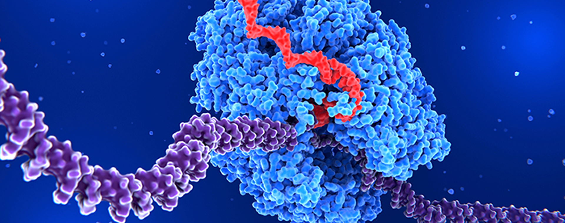 Function-of-mRNA.jpg Function-of-mRNA.jpg