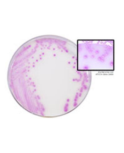 HardyDiagnosticsCardTwo.jpg HardyDiagnosticsCardTwo.jpg