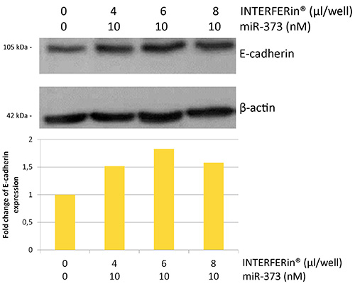INTERFERin---small-amount-of-reagent-2.jpg