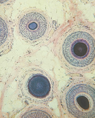 Histology Microscope Slides | Avantor