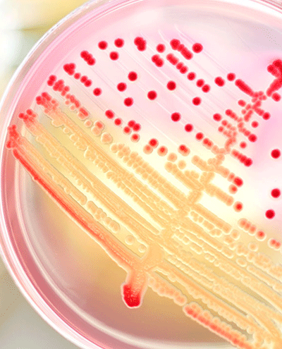 Microbiology400.png Microbiology400.png