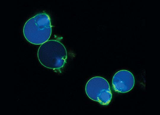 NucView_fluorogenic_540.jpg NucView_fluorogenic_540.jpg
