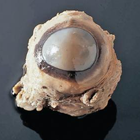 PURE-PRESERVED-SQUIDS1.png PURE-PRESERVED-SQUIDS1.png