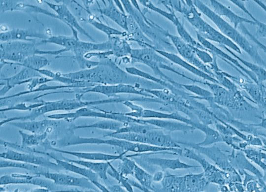 Primary-Cells-540.jpg Primary-Cells-540.jpg