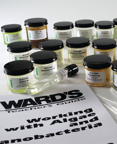 Protist.jpg Protist.jpg