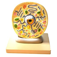 RML_ITB_CellularStructure.jpg RML_ITB_CellularStructure.jpg