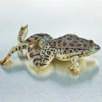 RML_ITB_DissectionAlt.jpg RML_ITB_DissectionAlt.jpg