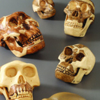 RML_ITB_EvolPhy_200.jpg RML_ITB_EvolPhy_200.jpg