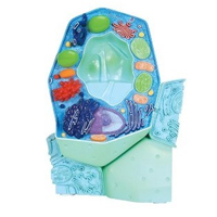 RML_ITB_PlantStructure.jpg RML_ITB_PlantStructure.jpg