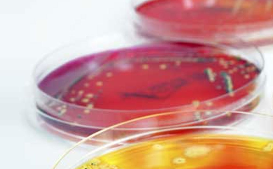RapidMicrobiology_Header.jpg RapidMicrobiology_Header.jpg