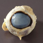 Resources-BIo-Preserved-eye_140.jpg Resources-BIo-Preserved-eye_140.jpg