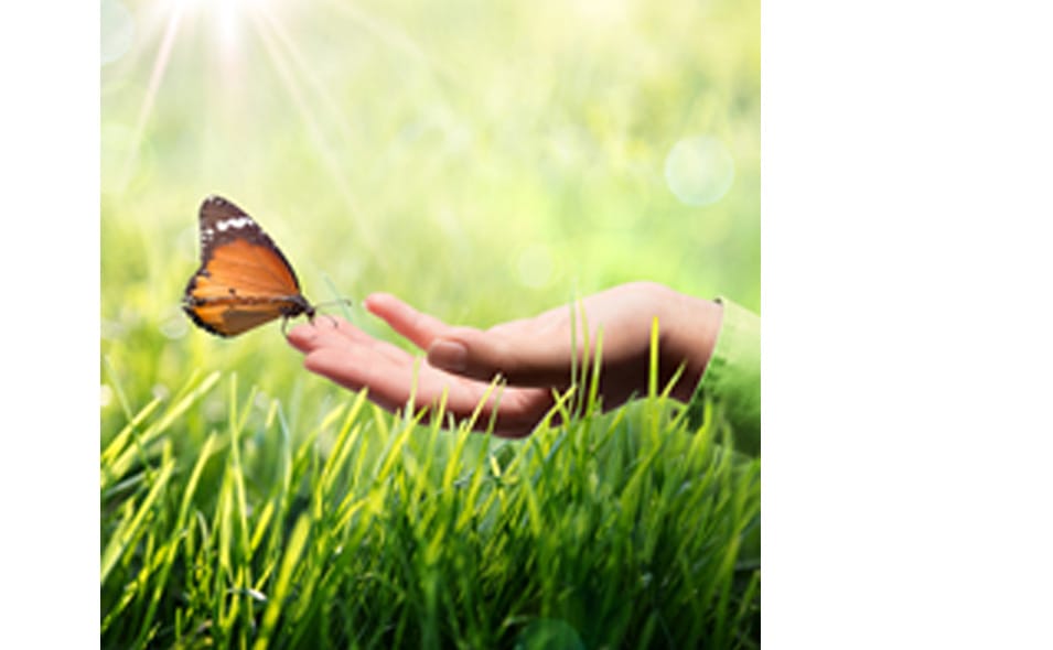 SVT_955x590.jpg SVT_955x590.jpg