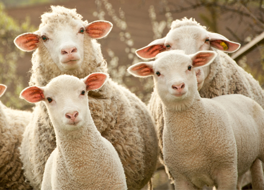 WS_AgSci_540x390.jpg WS_AgSci_540x390.jpg