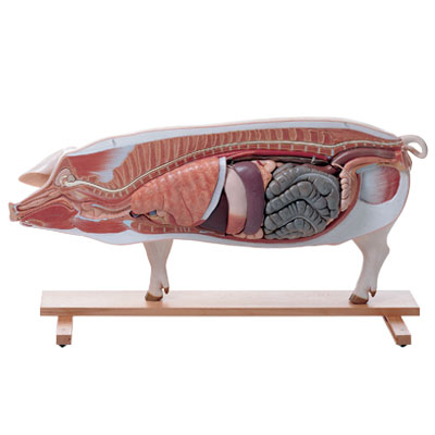 WS_AgSciVet_400.jpg WS_AgSciVet_400.jpg