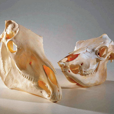 WS_AnimalScience_400.jpg WS_AnimalScience_400.jpg