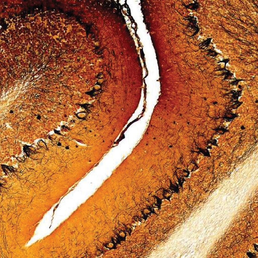 WS_BioLifeSci_900x900.jpg WS_BioLifeSci_900x900.jpg