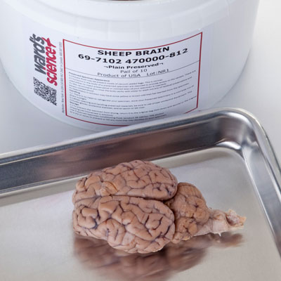 WS_Dissection-and-Surgical.jpg WS_Dissection-and-Surgical.jpg