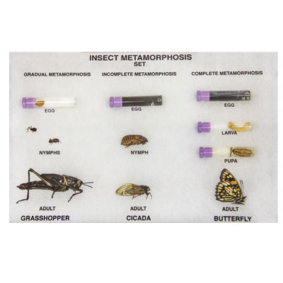 WS_Entomology_400.jpg WS_Entomology_400.jpg