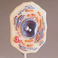 WS_RML_AnatomyPhys_CellsStructures_200.jpg WS_RML_AnatomyPhys_CellsStructures_200.jpg