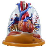 WS_RML_AnatomyPhys_CirculatorySystem_200.jpg WS_RML_AnatomyPhys_CirculatorySystem_200.jpg