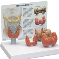 WS_RML_AnatomyPhys_EndocrineSys_200.jpg WS_RML_AnatomyPhys_EndocrineSys_200.jpg