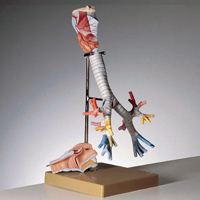 WS_RML_AnatomyPhys_RespiratorySystem_200.jpg WS_RML_AnatomyPhys_RespiratorySystem_200.jpg