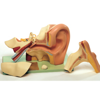 WS_RML_AnatomyPhys_Senses_200.jpg WS_RML_AnatomyPhys_Senses_200.jpg