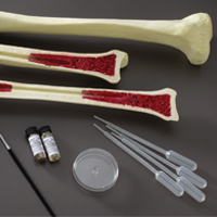 WS_RML_AnatomyPhys_SkeletalMusc_200.jpg WS_RML_AnatomyPhys_SkeletalMusc_200.jpg