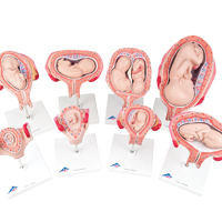 WS_RML_AnatomyPhys_UrogenRepro_200.jpg WS_RML_AnatomyPhys_UrogenRepro_200.jpg