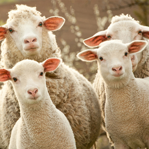 WS_resourcesOverviewAgSci_300.jpg WS_resourcesOverviewAgSci_300.jpg