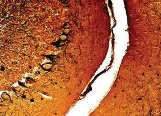 WS_resourcesOverviewBioLS_540x390.jpg WS_resourcesOverviewBioLS_540x390.jpg