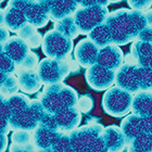 Wards_Bacteria_Cells_140.jpg Wards_Bacteria_Cells_140.jpg