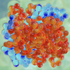 Wards_Protein_Synthesis_140.jpg Wards_Protein_Synthesis_140.jpg