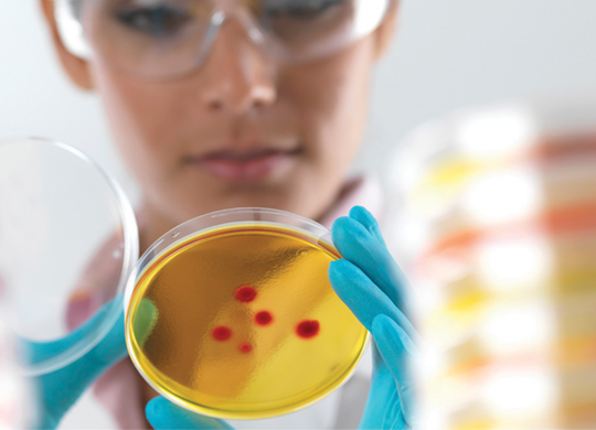 Yellowcloning.jpg Yellowcloning.jpg