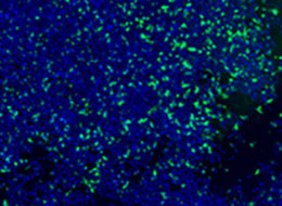 analysis2_140_option_260x190.jpg analysis2_140_option_260x190.jpg