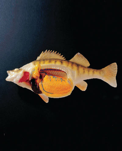 animal-model-400x495.png animal-model-400x495.png