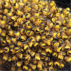 biology_resources_inset_140.jpg biology_resources_inset_140.jpg