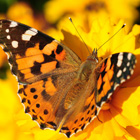 butterfly_flexslider_insert_2021_140.jpg butterfly_flexslider_insert_2021_140.jpg