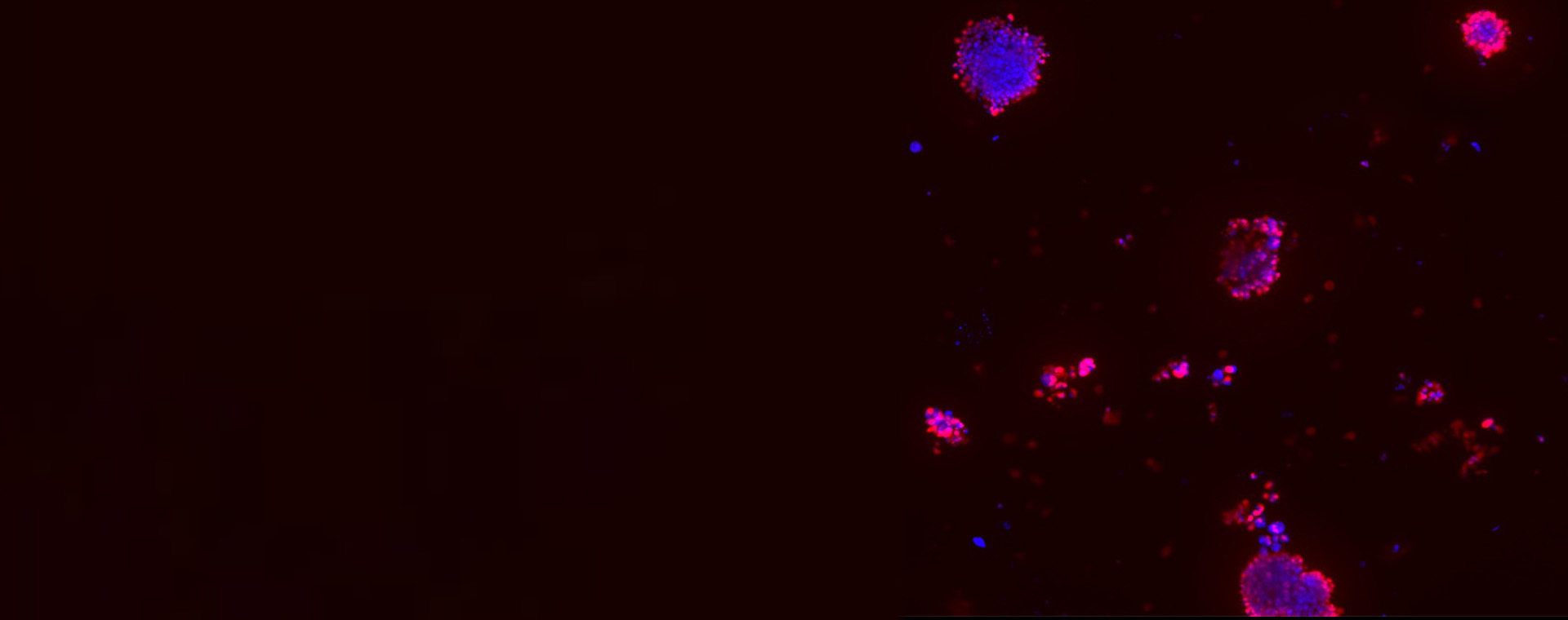 cell-culture-1920x760.jpg cell-culture-1920x760.jpg